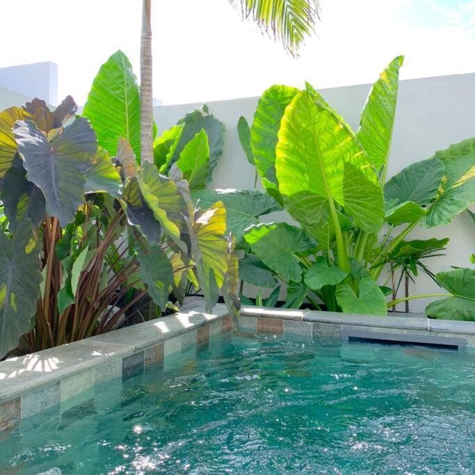Villa Le Yucca 974 By J&V Saint Pierre Exterior foto